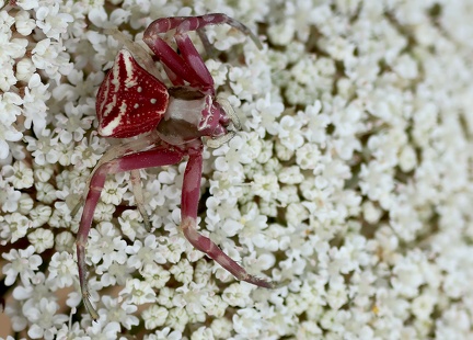 Thomisus onustus-3