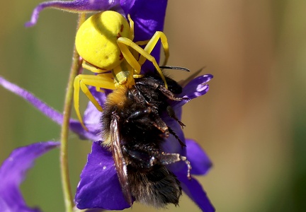 Misumena vatia-7