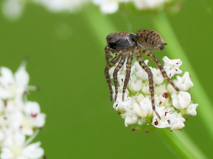 Arctosa leopardus 