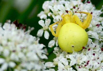 Misumena vatia