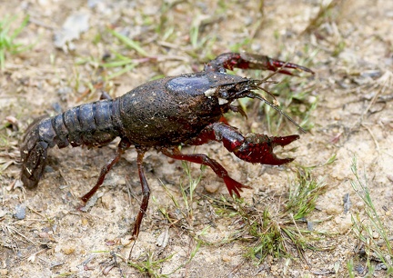 Procambarus clarki-1