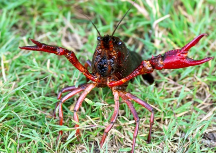 Procambarus clarkii-2
