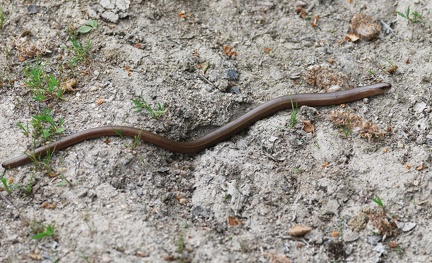 Anguis fragilis-3