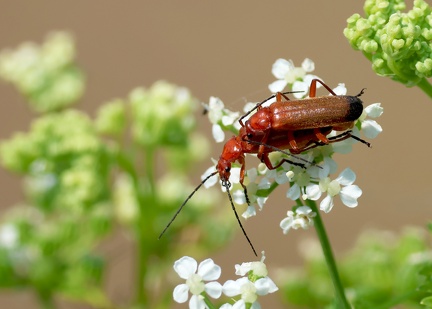 Rhagonycha fulva-2