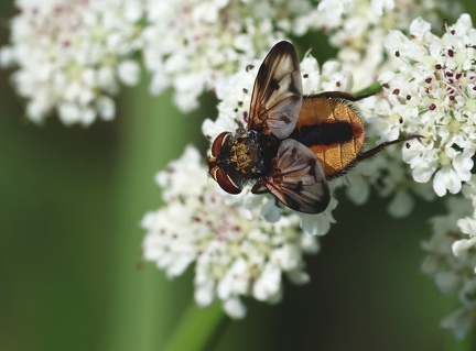 Ectophasia crassipennis-4