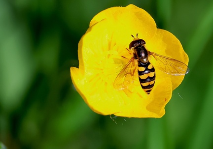 Eupeodes corollae-3