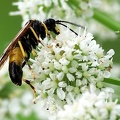 Tenthredo maculata