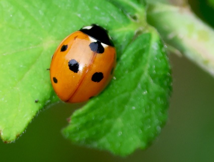 Coccinella septempunctata-11
