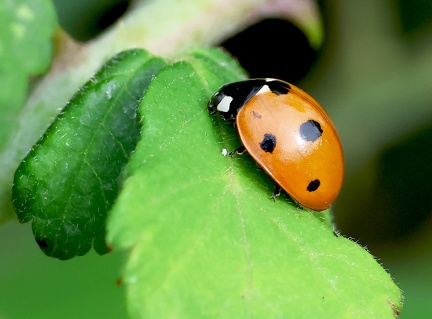 Coccinella septempunctata-1
