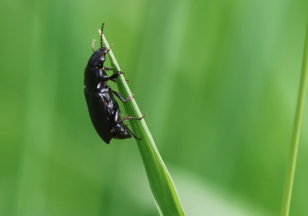 Amara aulica