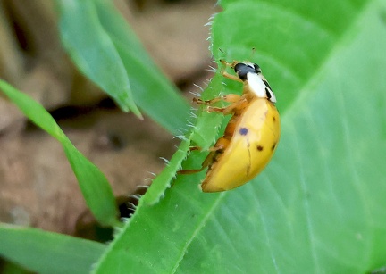 Harmonia axyridis-31