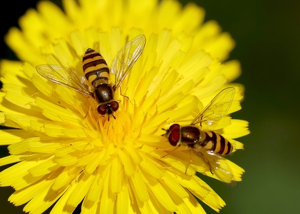 Episyrphus balteatus-5