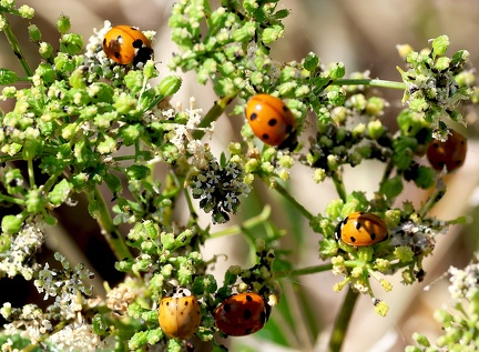 Coccinella septempunctata-2