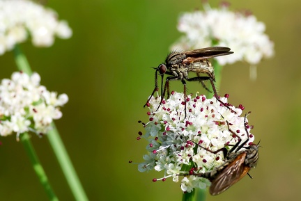 Empis tessellata
