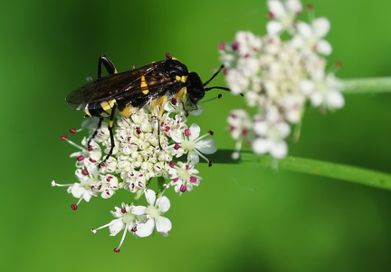 Macrophya montana-3