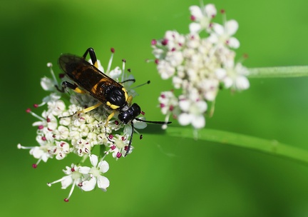 Macrophya montana-31
