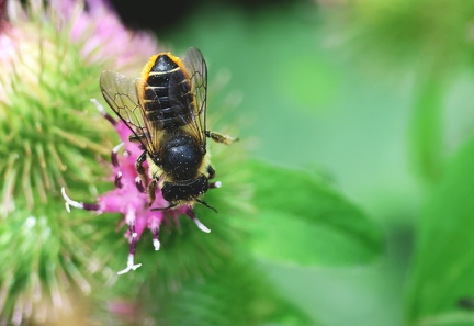 Megachile analis-1
