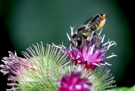 Megachile analis-12