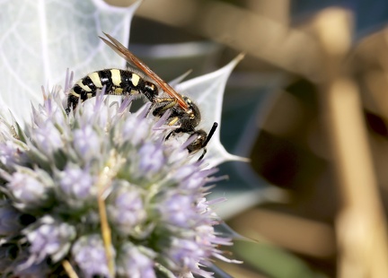 Bembix sp.-1
