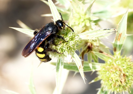 Colpa sexmaculata