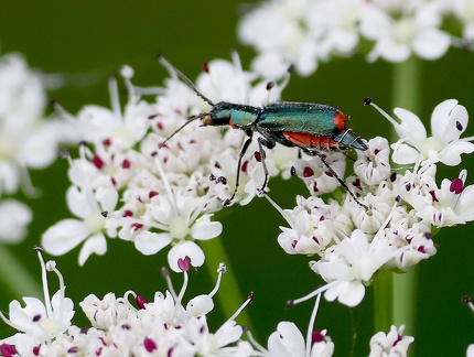 Malachius bipustulatus