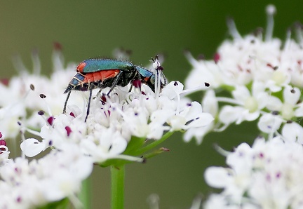 Malachius bipustulatus-1