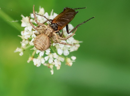 Xysticus cristatus