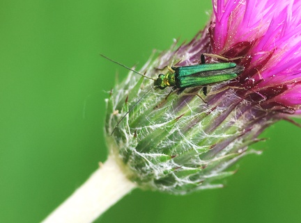 Oedemera nobilis-5