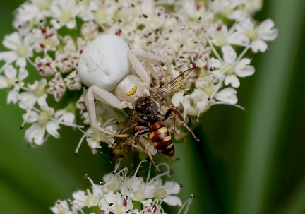 Misumena vatia-5