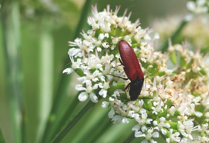 Ampedus sanguineus