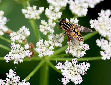 Helophilus pendulus-1