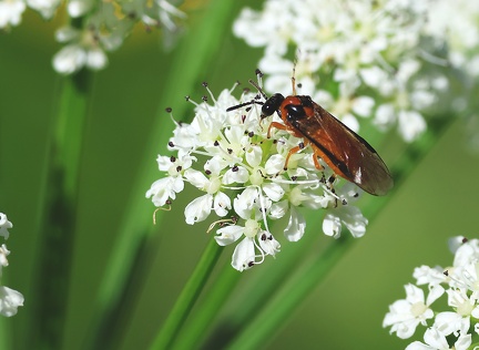Arge ochropus