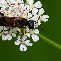 Macrophya montana-2