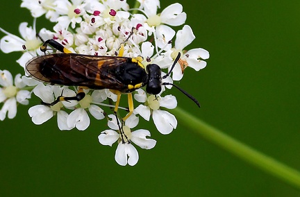 Macrophya montana-2