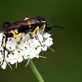 Macrophya montana-1
