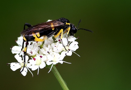 Macrophya montana-1