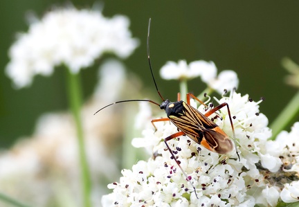 Miris striatus