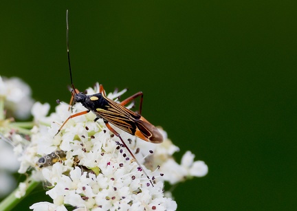 Miris striatus-1