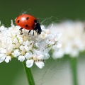 Coccinella septempunctata