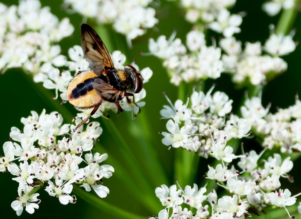 Ectophasia crassipennis