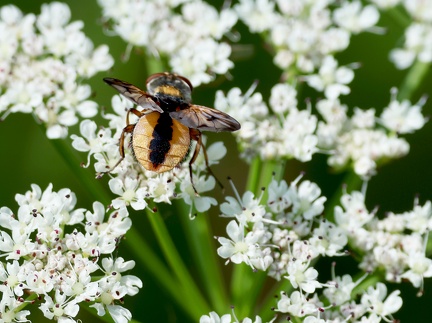 Ectophasia crassipennis-1