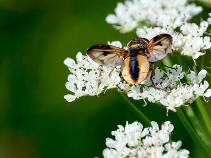 Ectophasia crassipennis-2