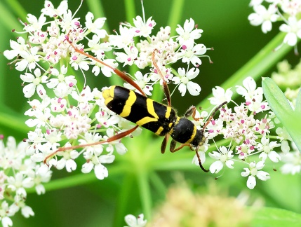 Clytus arietis-2