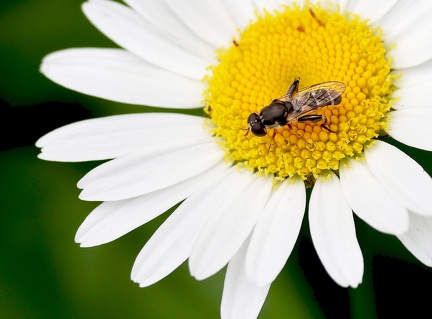 Syritta pipiens