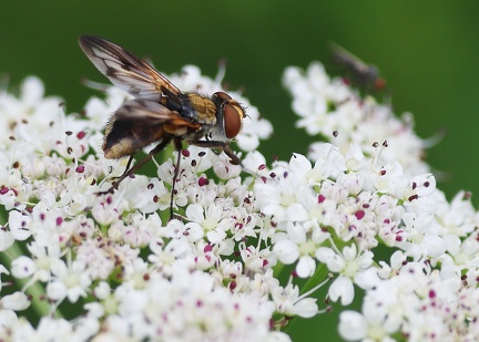Ectophasia crassipennis-3