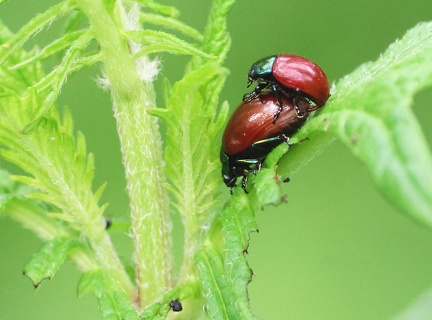 Chrysolina polita