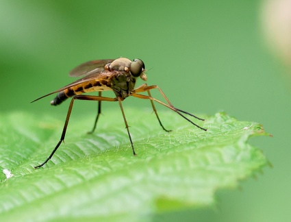 Rhagio scolopaceus