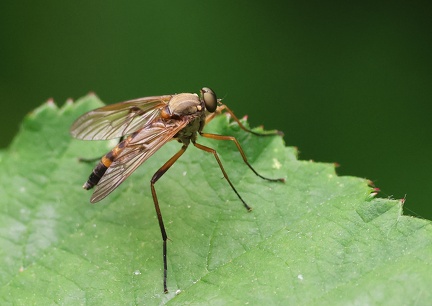 Rhagio scolopaceus-1