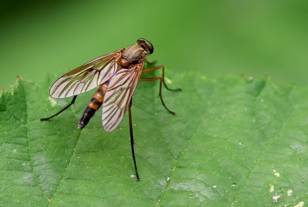 Rhagio scolopaceus-2