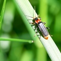 Cantharis fusca-1
